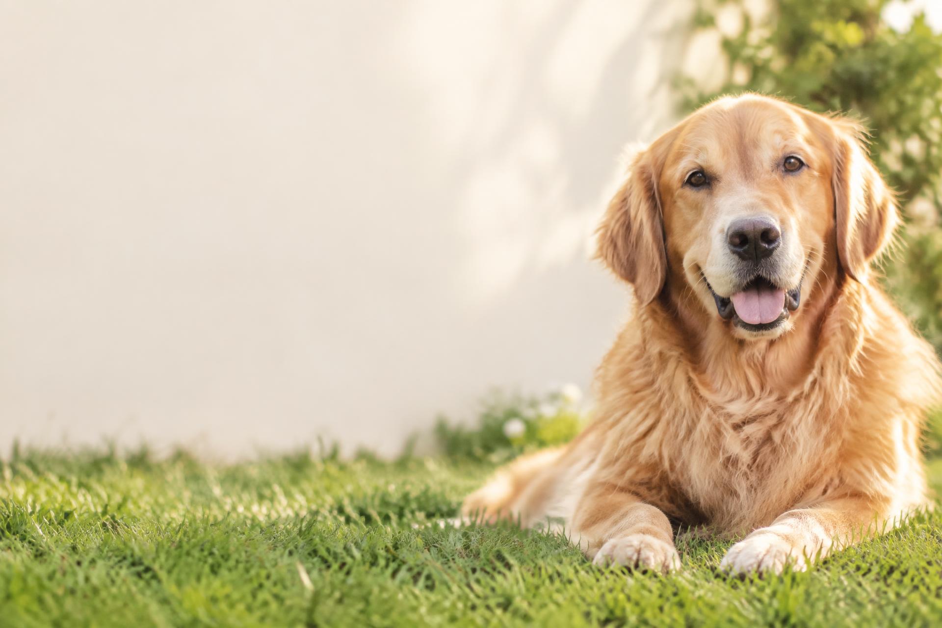 A golden retriever resting in a sunlit garden